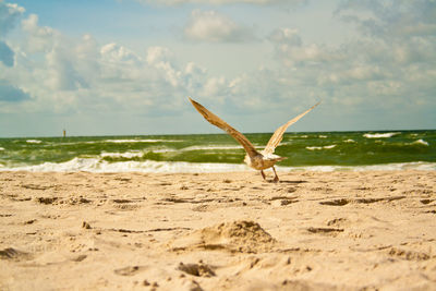 Bird flying over beach against sky