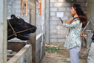 Side view of woman using mobile phone while standing by buffalo