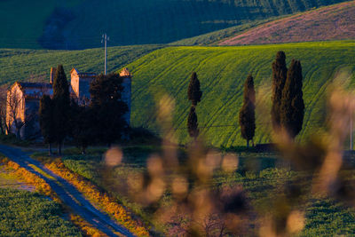 Scenic view of agricultural field