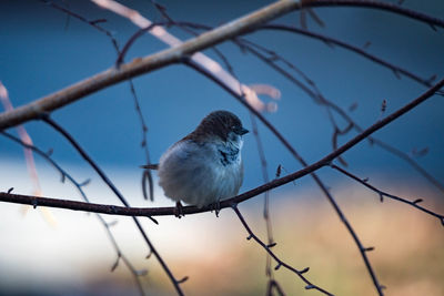 Close-up of bird perching on branch