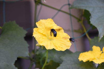 Close-up of insect on yellow flower