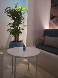 Potted plant on table at home