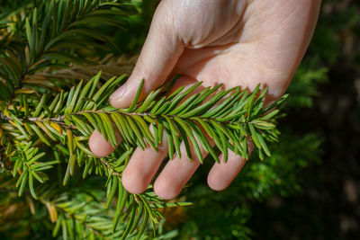 Close-up of hand holding pine needles at night