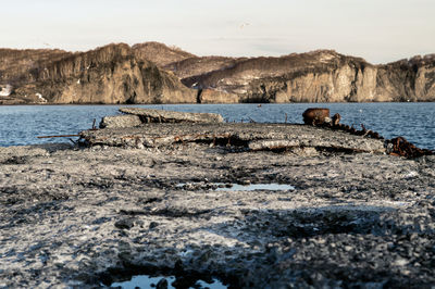 View of crab on rock by sea against sky