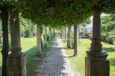 Trees in park