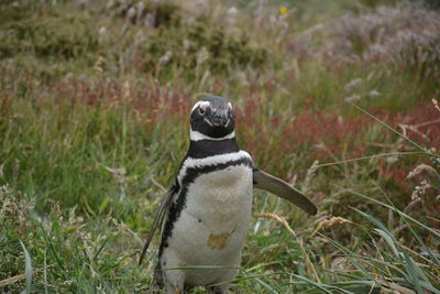 Close-up of penguin on grass