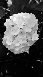 Close-up of flowers blooming outdoors