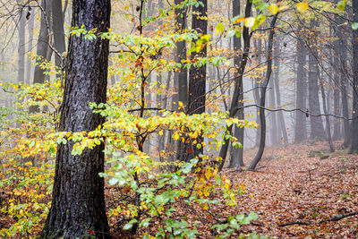 Autumn trees growing in forest