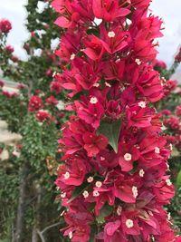 Close-up of pink flowers blooming outdoors