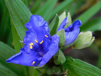 Close-up of purple iris flower