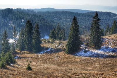 Pine trees in forest against sky zlatar mountain
