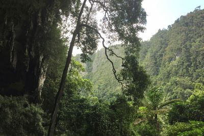 Trees in forest