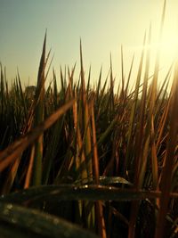 Close-up of plants on field against sky