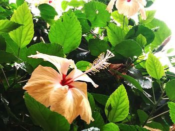 Close-up of hibiscus blooming outdoors