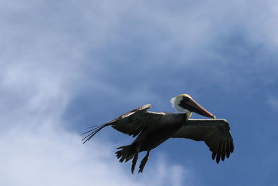 Low angle view of pelican flying in sky