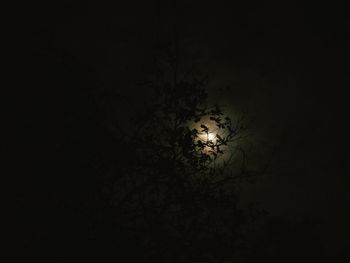 Low angle view of illuminated tree against sky at night