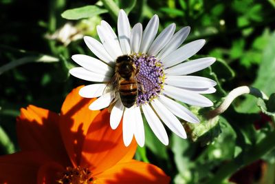 Close-up of bee pollinating on flower