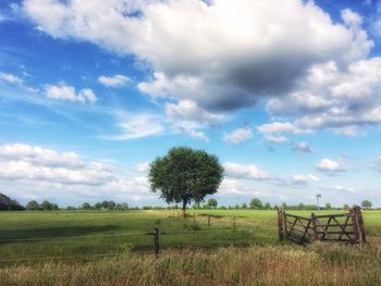 Trees on field against sky
