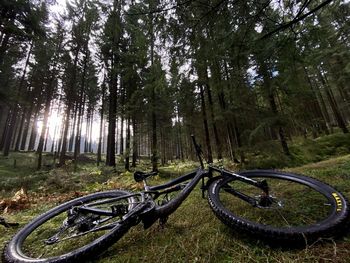 Bicycle parked by trees in forest
