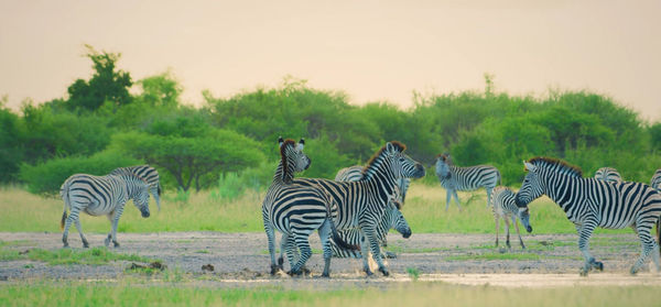 Zebras on a field