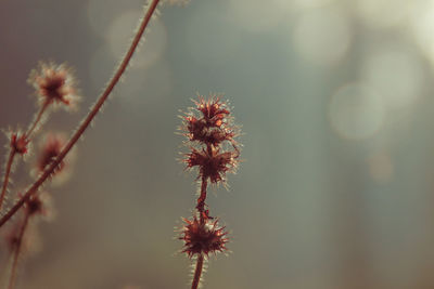 Close-up of flowering plant