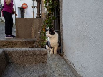 Dog looking at camera outside house