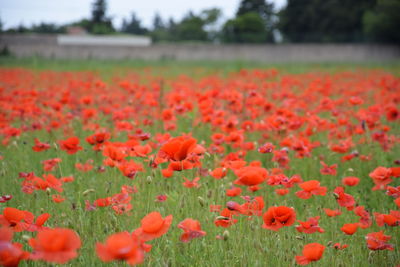 Close-up of red tulip flowers on field