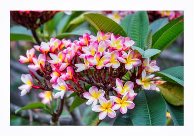 Close-up of flowers blooming outdoors