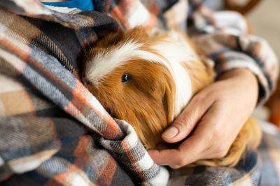 A guinea pig with a long coat sits on a person's hands and hides