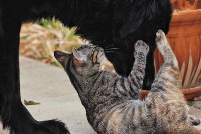 Close-up of cat