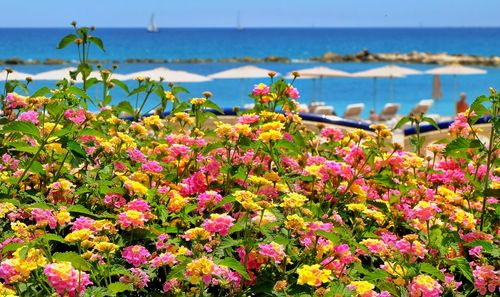 Close-up of pink flowering plants by sea against sky
