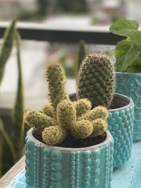 Close-up of succulent plant