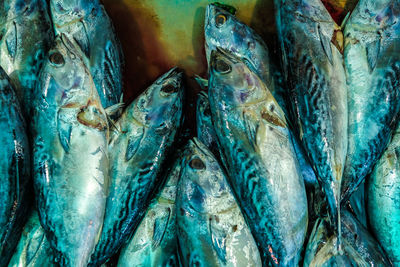 Full frame shot of fish for sale at market