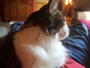 Close-up of cat at home