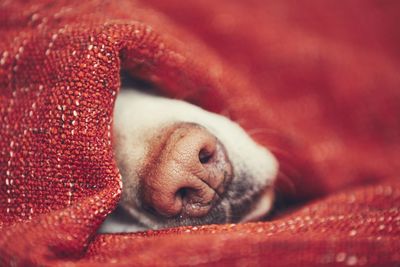 Close-up of dog sleeping