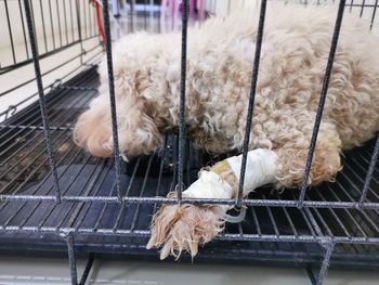 Dog sleeping in cage