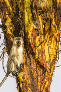 Close-up of owl sitting on tree