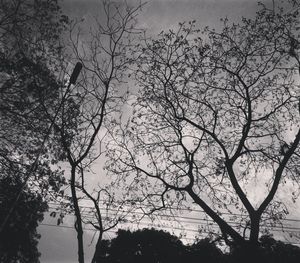 Low angle view of bare trees against sky