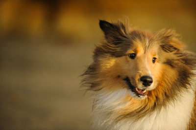 Close-up of shetland sheepdog