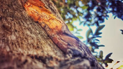 Close-up of lizard on tree