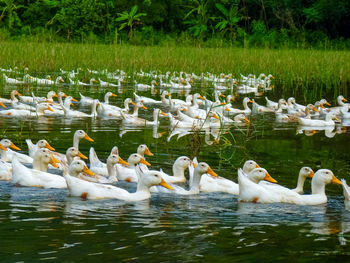 Swans swimming in lake