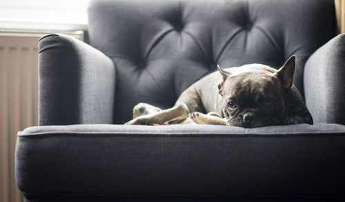 Close-up of dog relaxing on sofa at home