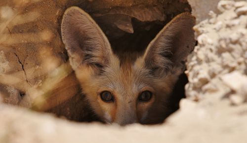 Portrait of fox in burrow