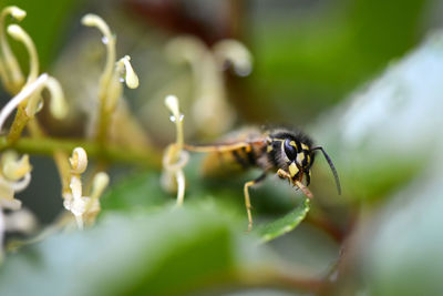 Close-up of bee pollinating