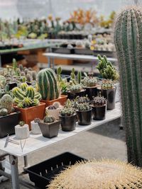 Potted plants at market stall