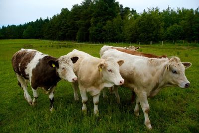 Cows standing in a field