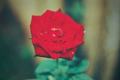 Close-up of wet red rose blooming outdoors