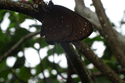 Close-up of lizard on tree