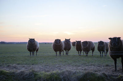 Horses in a field