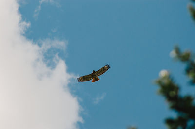 Low angle view of a redtail hawk.